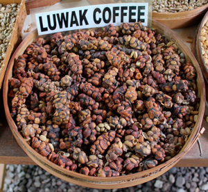 Kopi Luwak Kopi Luwak